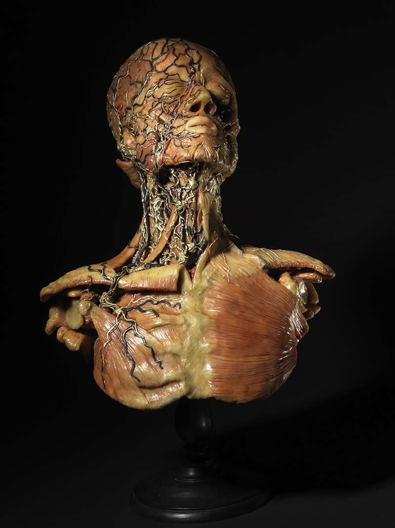 Système circulatoire de la face, du cou et du thorax