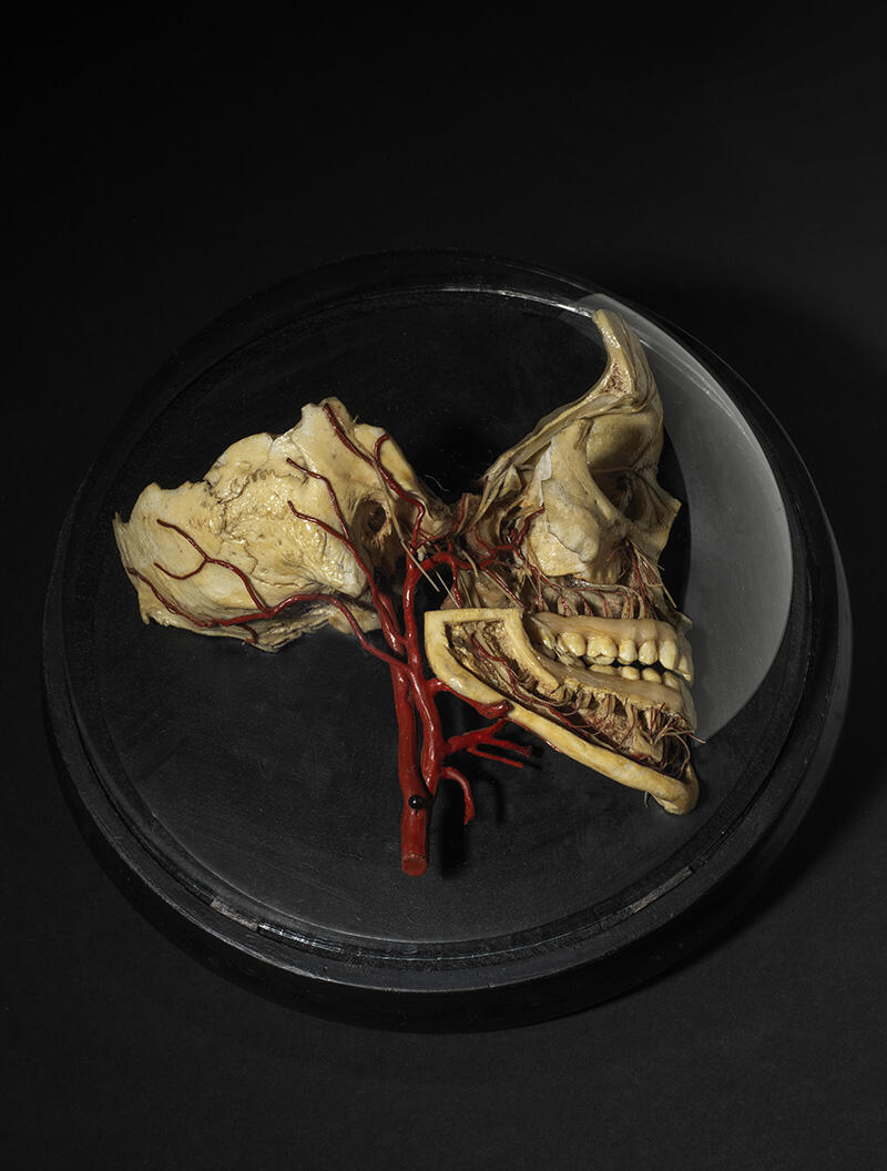 Nerfs et vaisseaux sanguins de la mâchoire