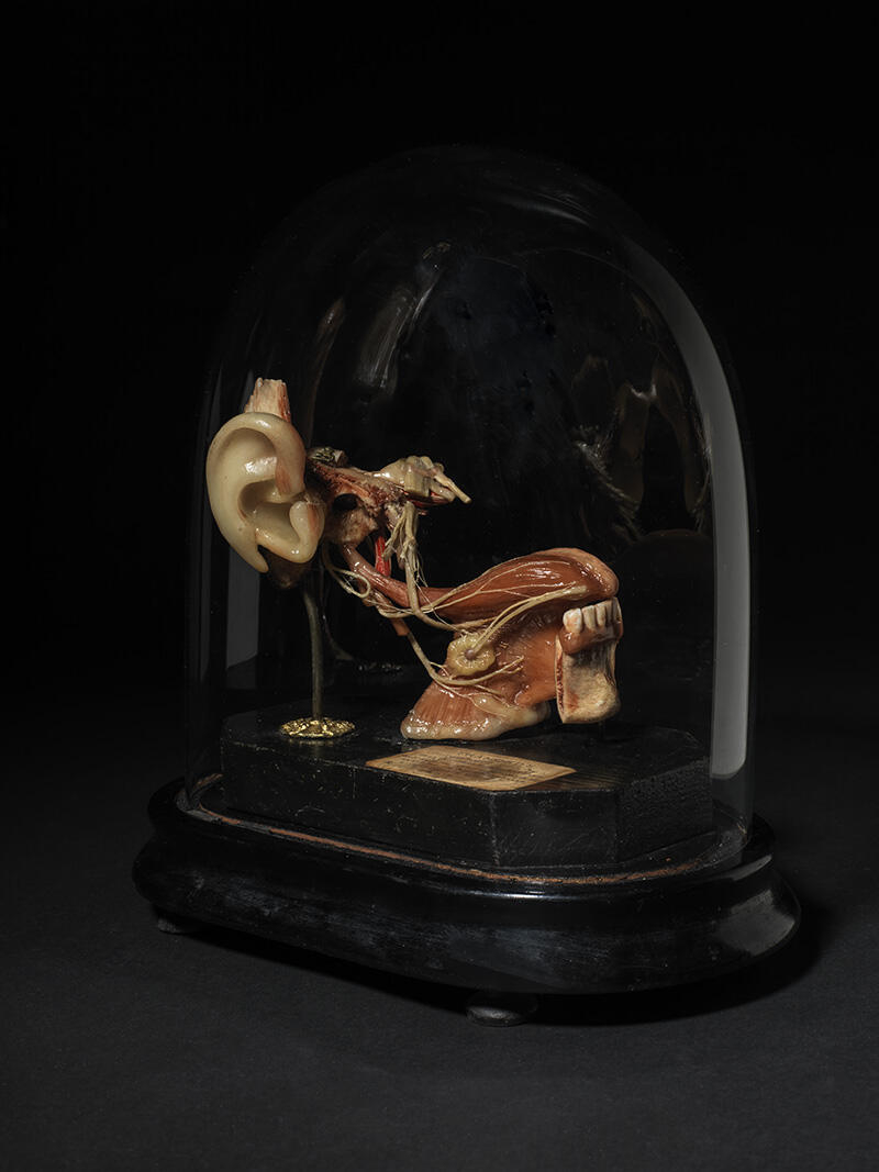 Relation nerveuse oreille, mâchoire, langue