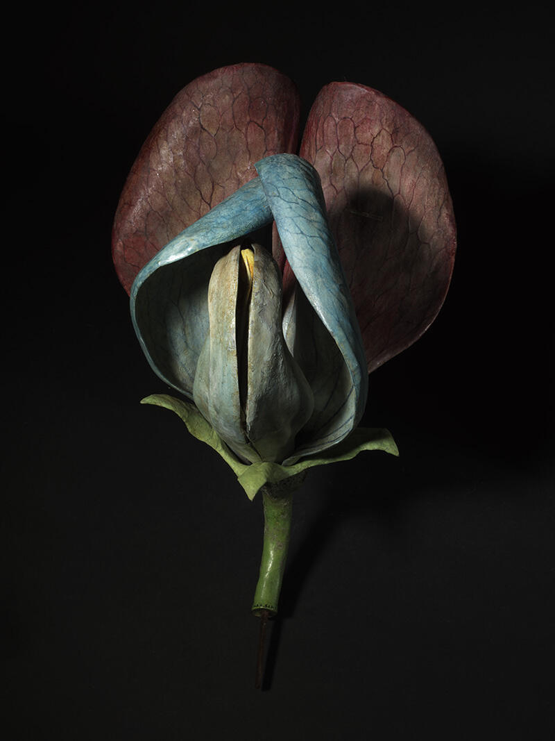 Fleur de Pois de Senteur