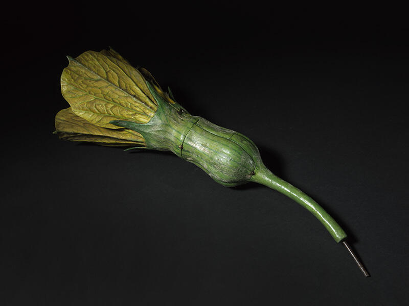 Fleur femelle de melon