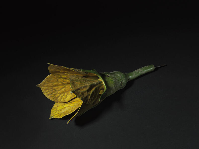 Fleur mâle de melon