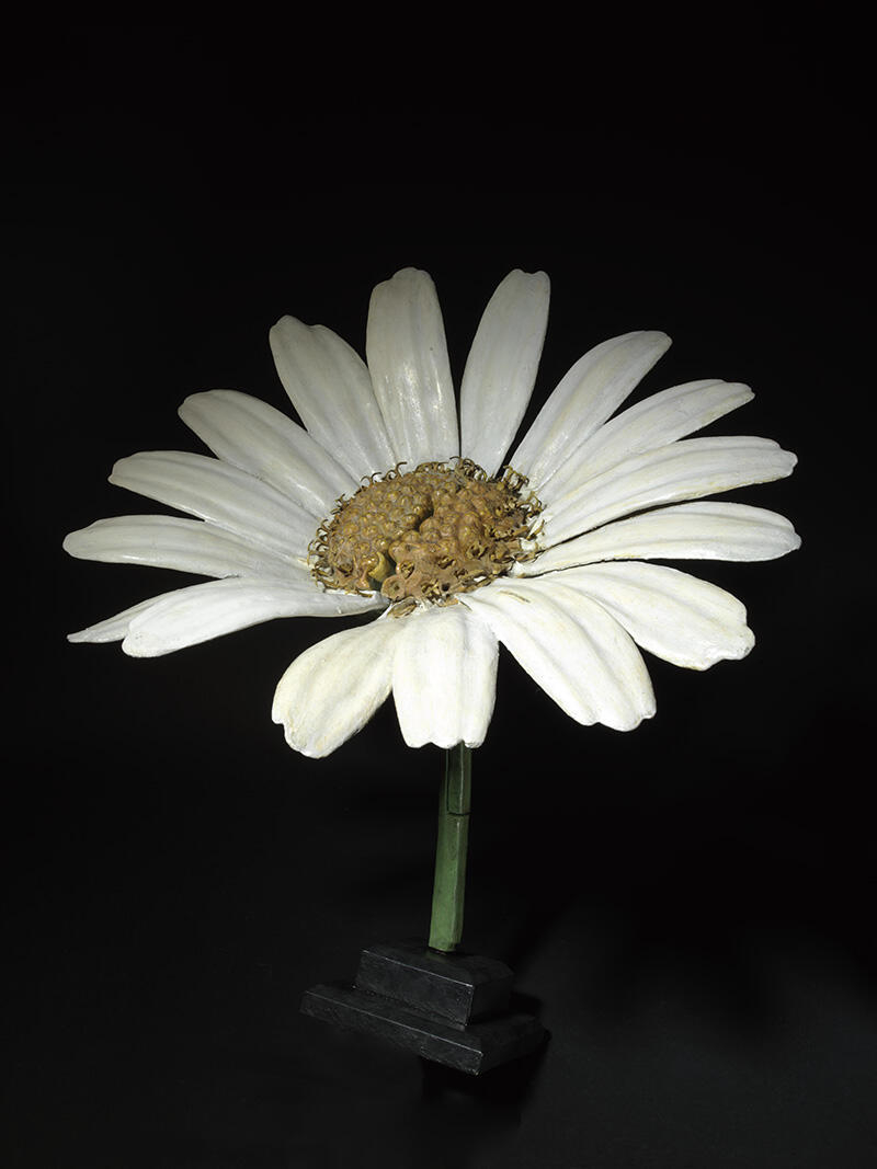 Chrysanthème (fleuron complet)