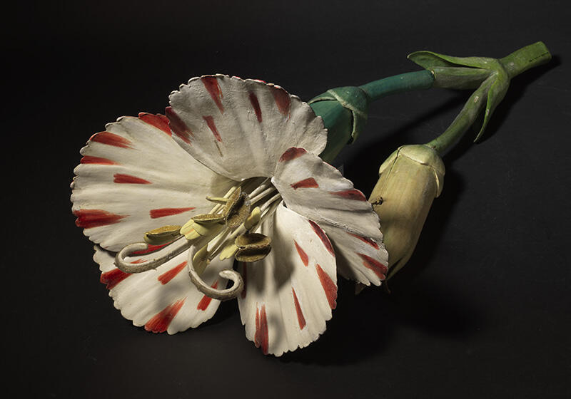 Fleur et capsule d'Oeillet