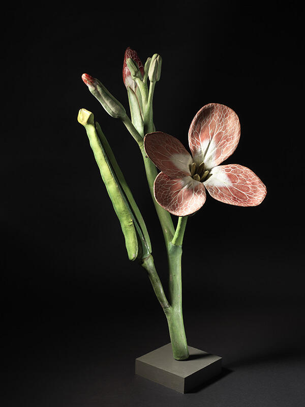 Fleur et fruit de Giroflée