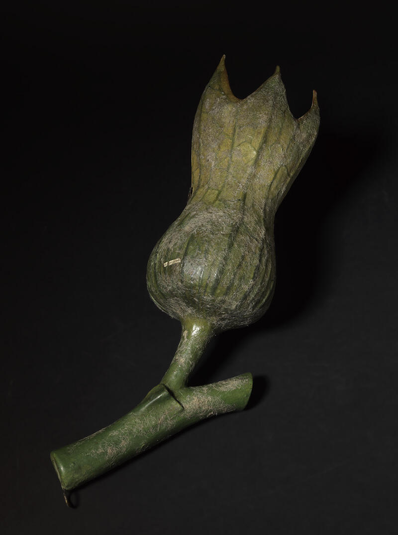 Fruit de la Jusquiame