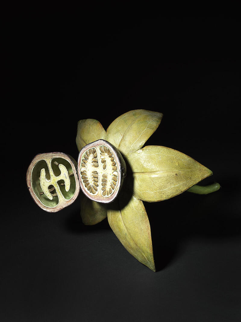 Fruit de la Belladone