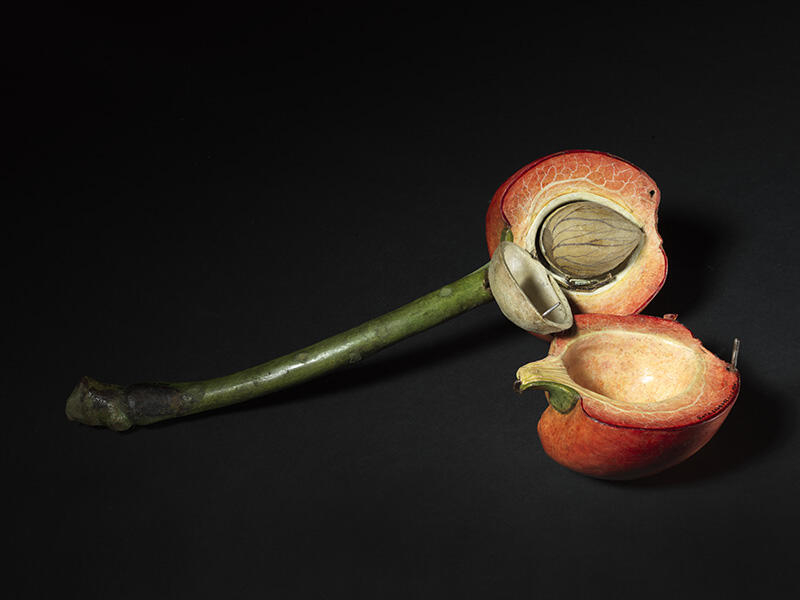 Cerise (à maturité)