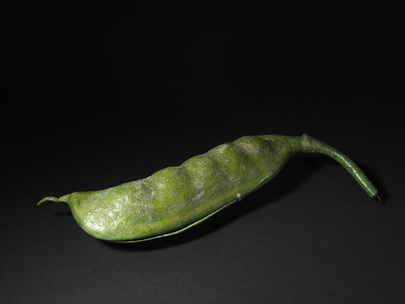 Fruit du Pois de Senteur