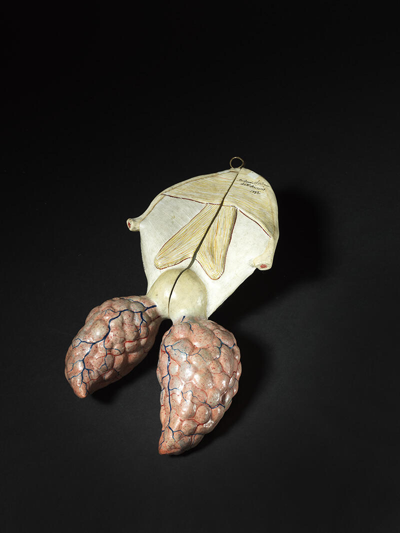 Système respiratoire d'une grenouille