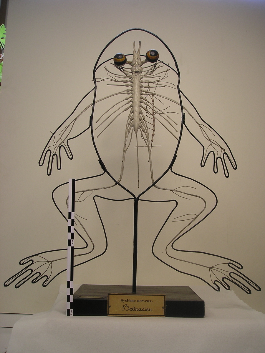 Grenouille : système nerveux des batraciens