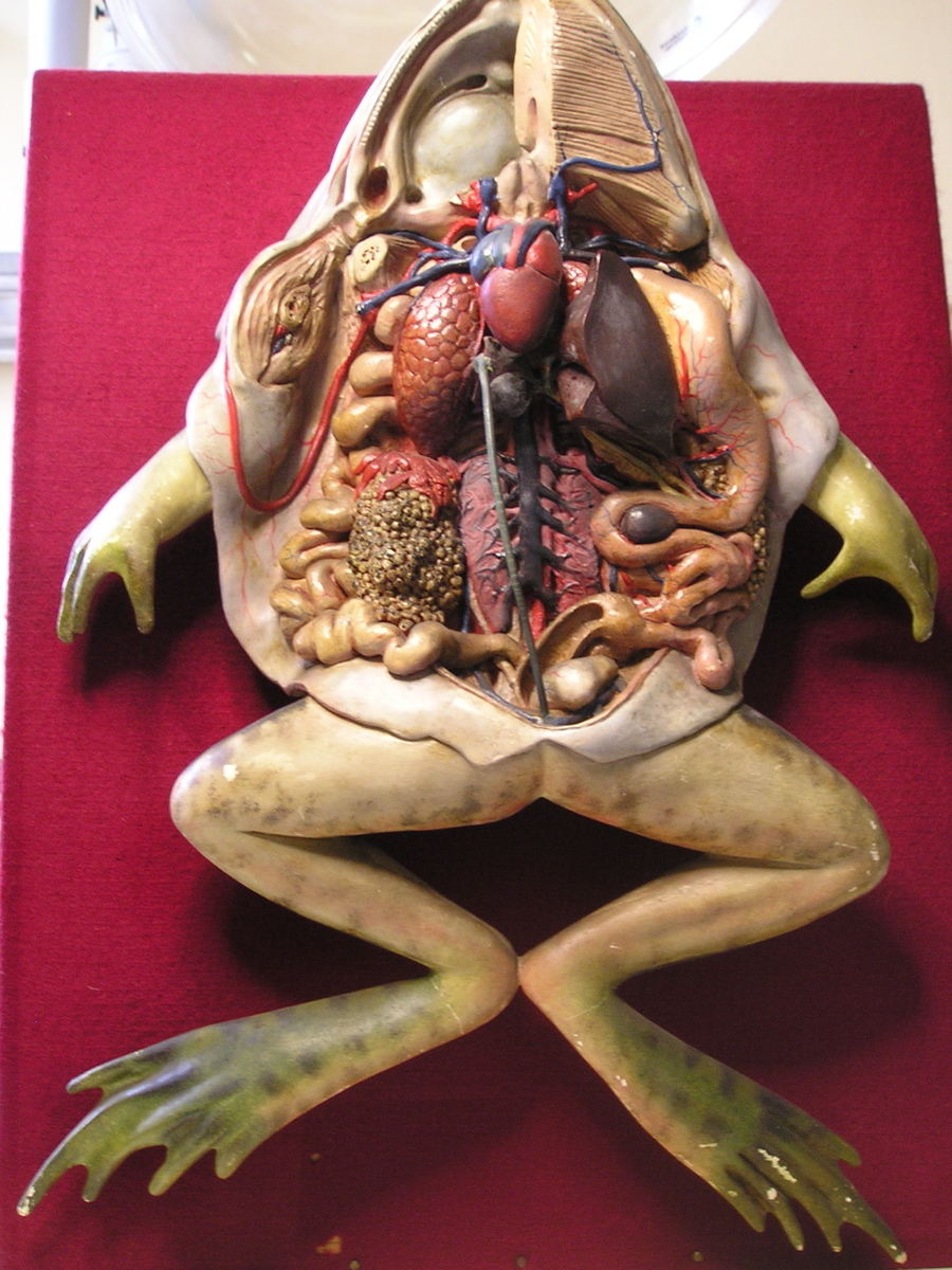 Dissection d'une grenouille