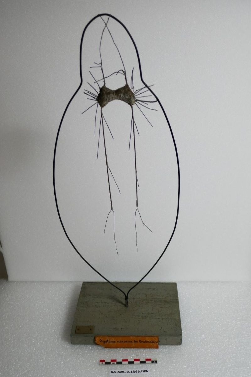 Systéme nerveux de trématoïde