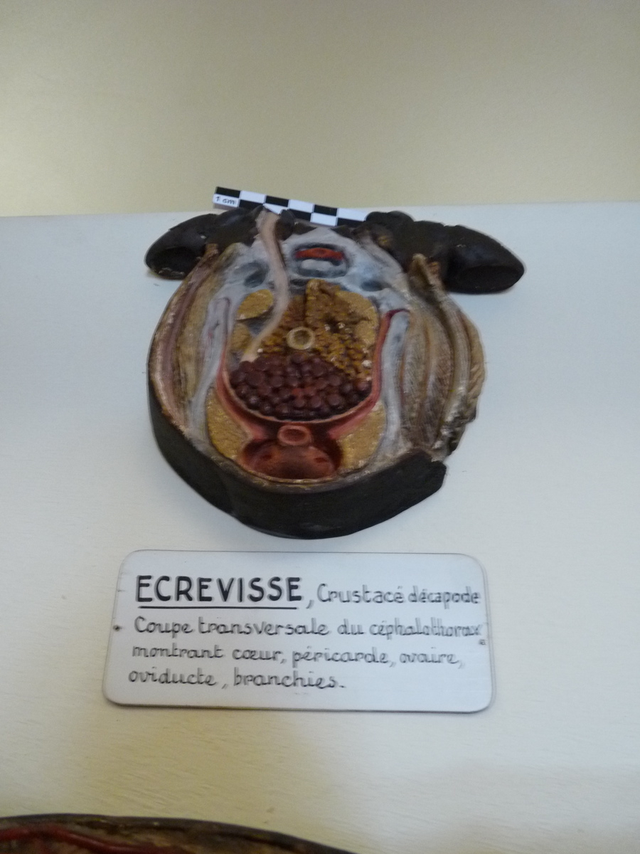 Ecrevisse