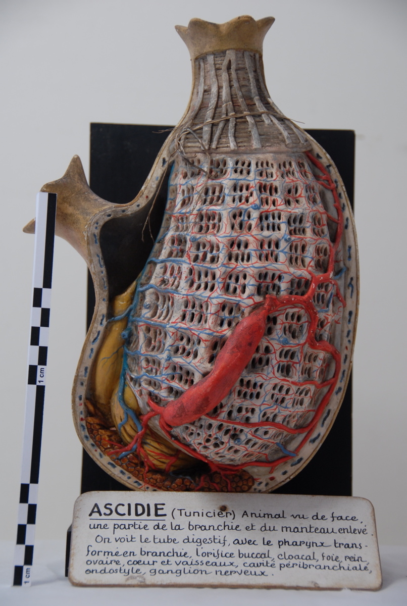 Ascidie