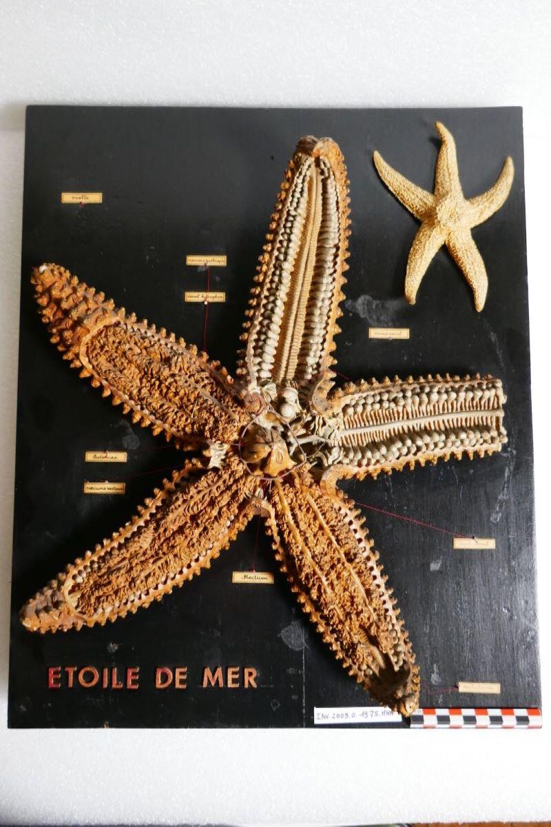 Etoile de Mer