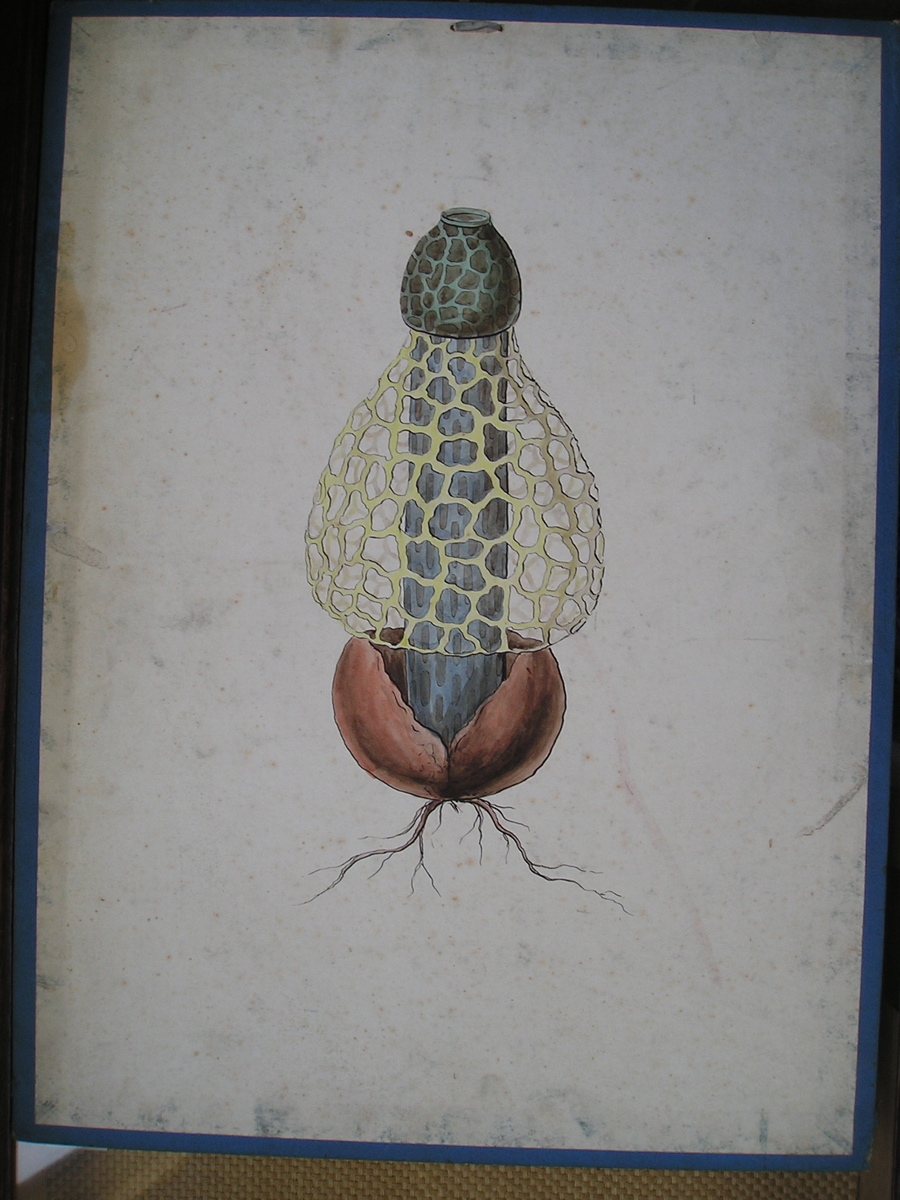 Satyre tuniqué