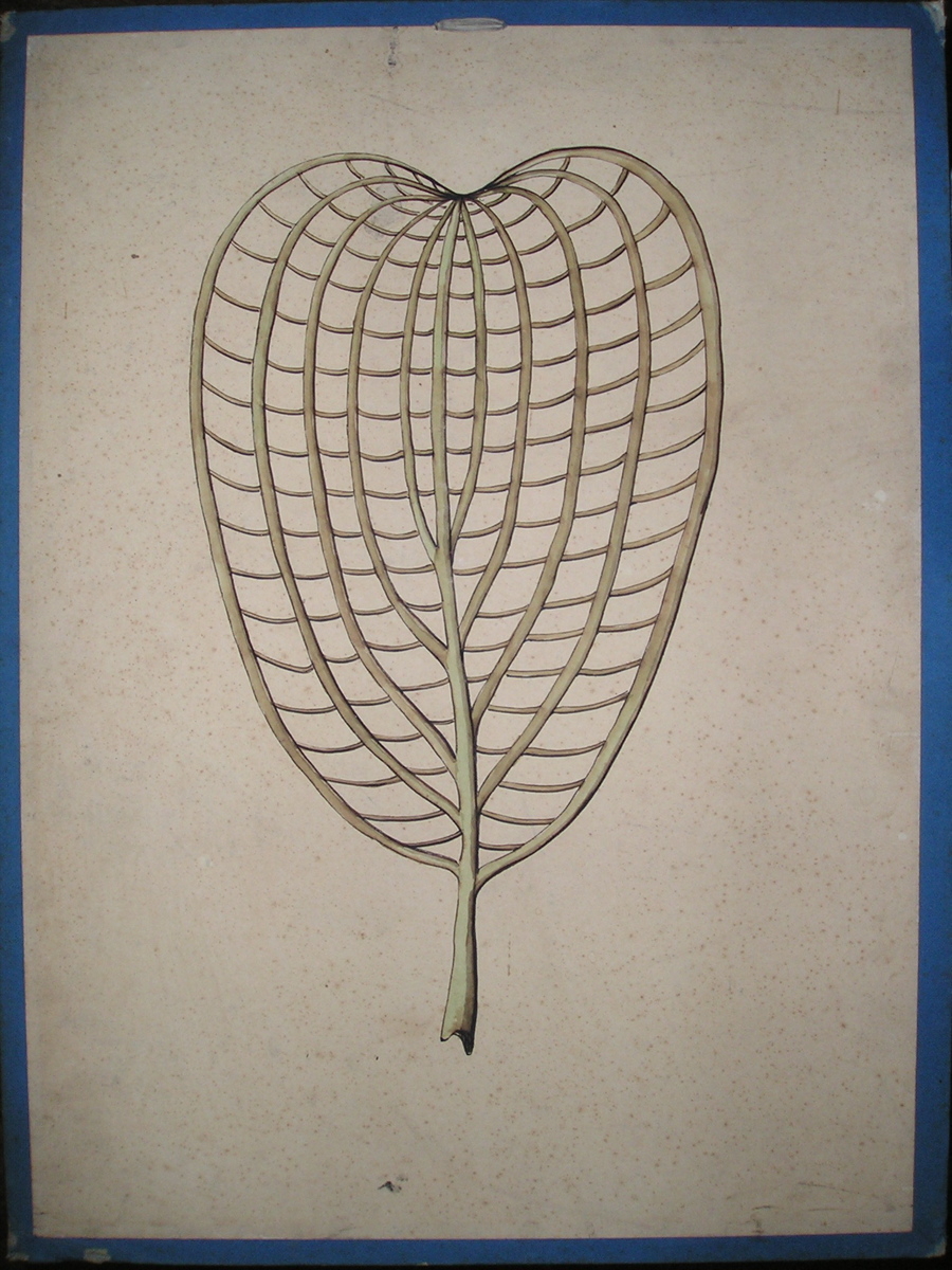 Hydrogeton fenestralis
