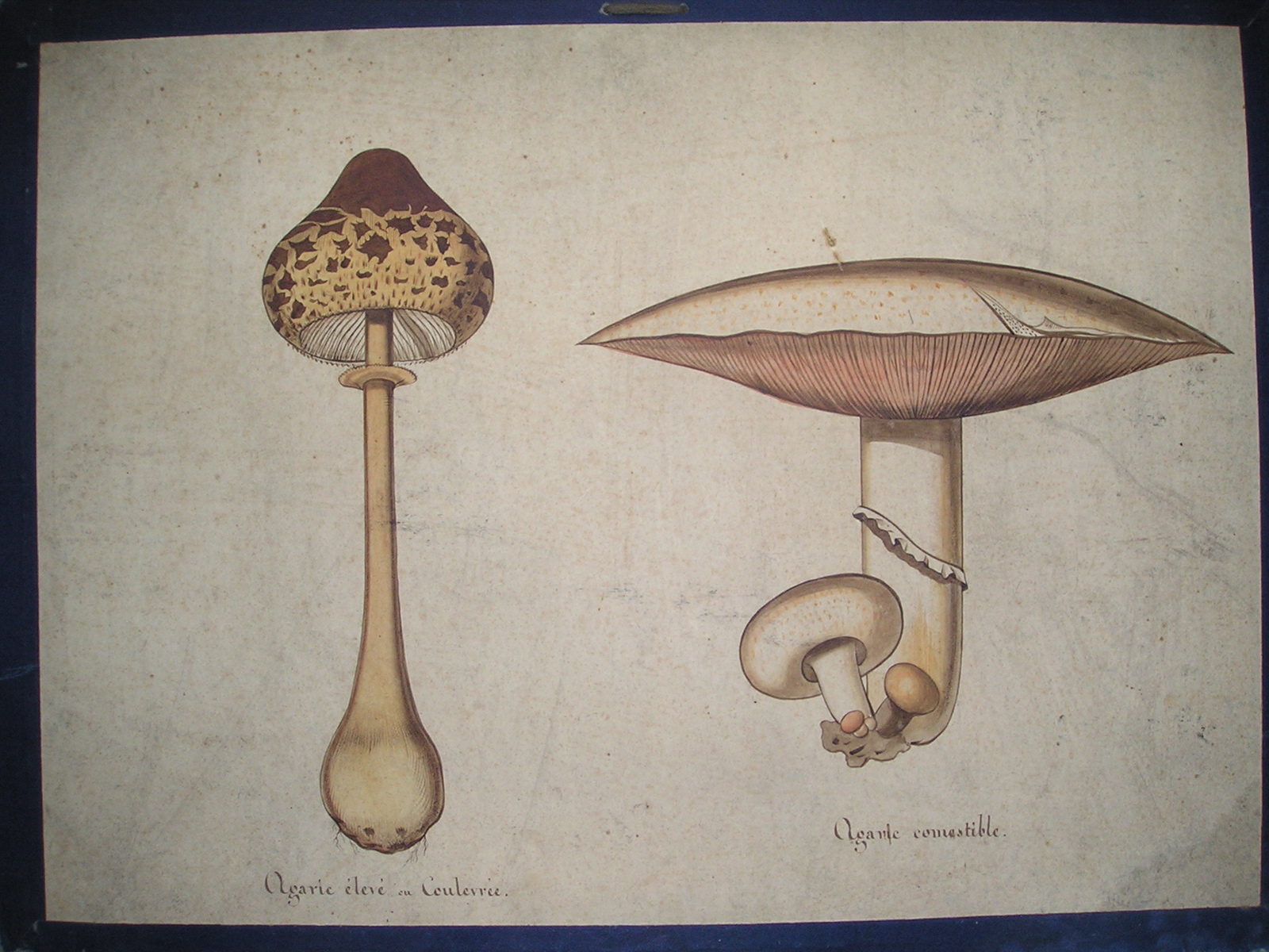 Agaric élevé ou coulevrée - Agaric comestible