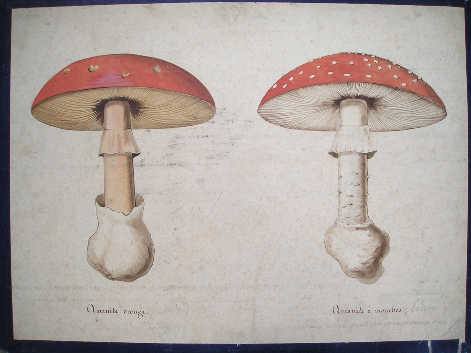 Amanite oronge - Amanite à mouches ou fausse oronge