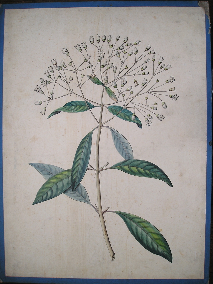 Quinquina officinal, Cinchona condaminea
