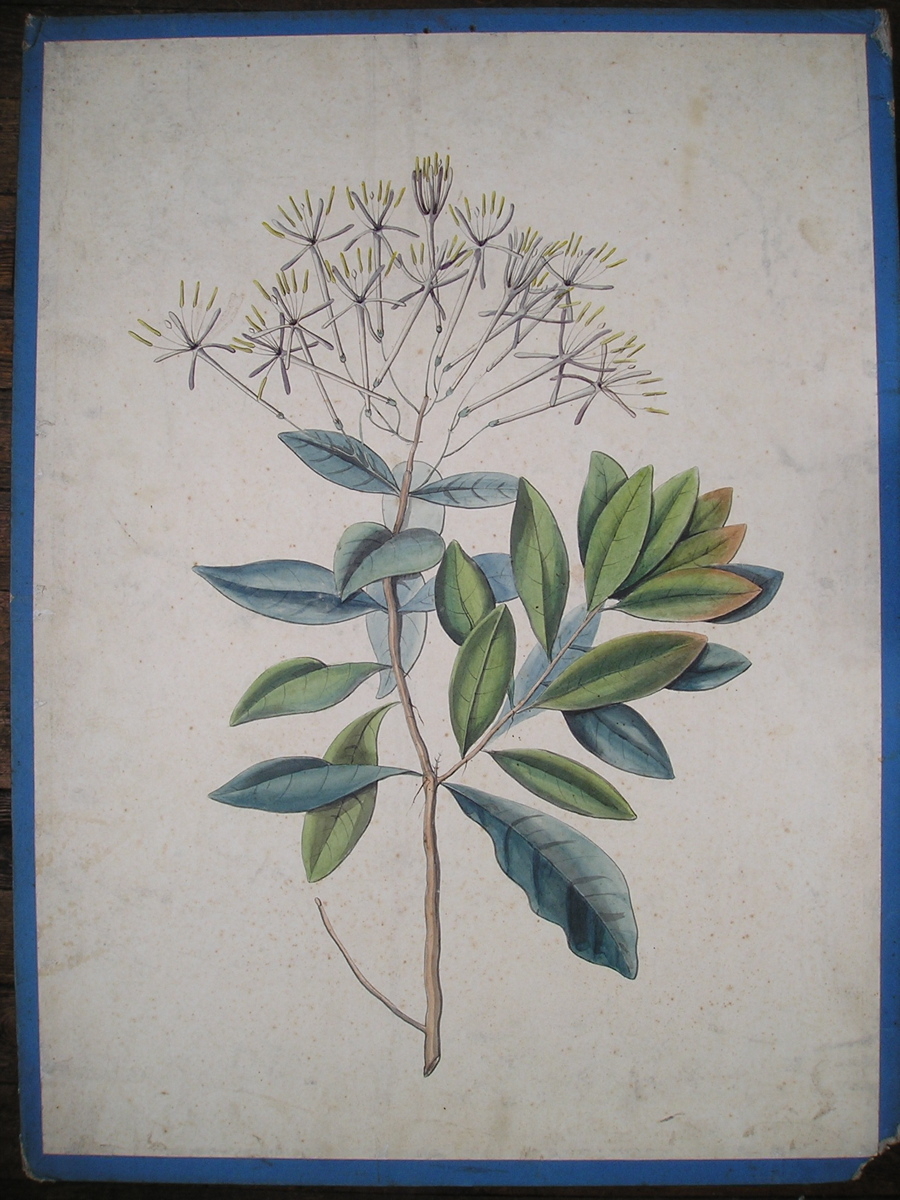 Exostemma floribunda. Pers., exostemme multiflore, Cinchona floribunda. Swartz., quinquina Piton