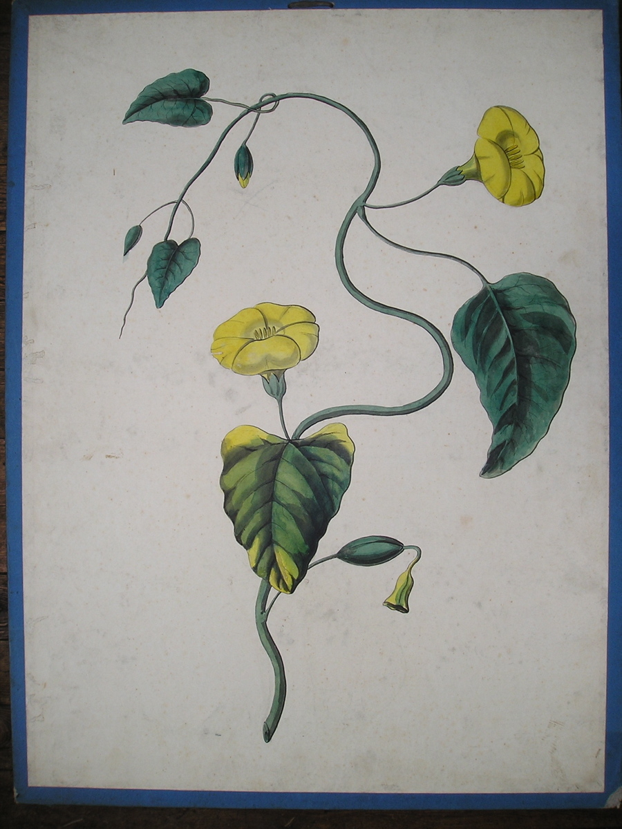 Convolvulus jalapa, liseron faux-jalap