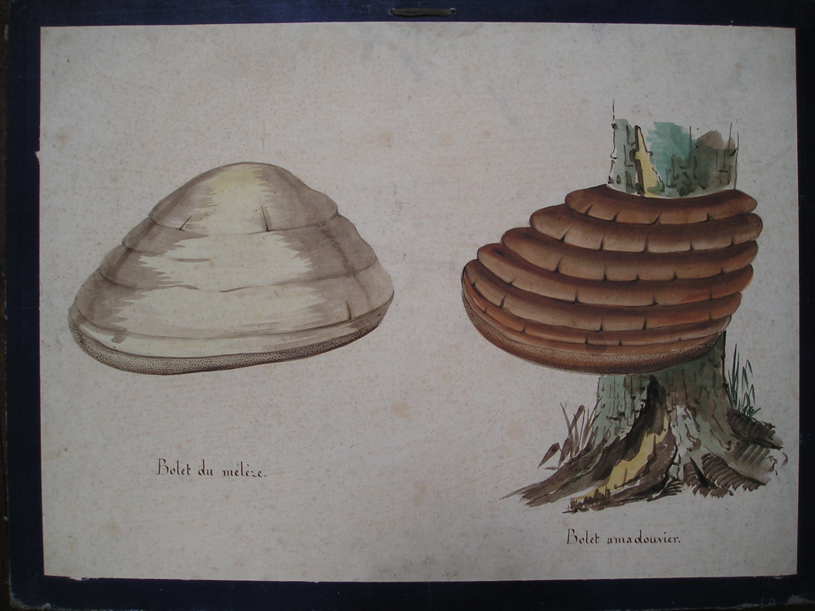 Bolet du mélèze - Bolet amadouvier