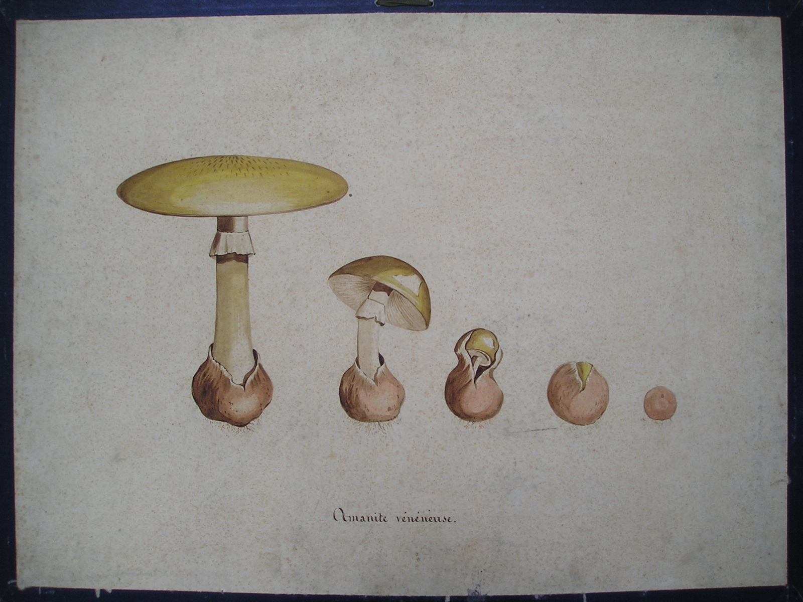 Amanite vénéneuse