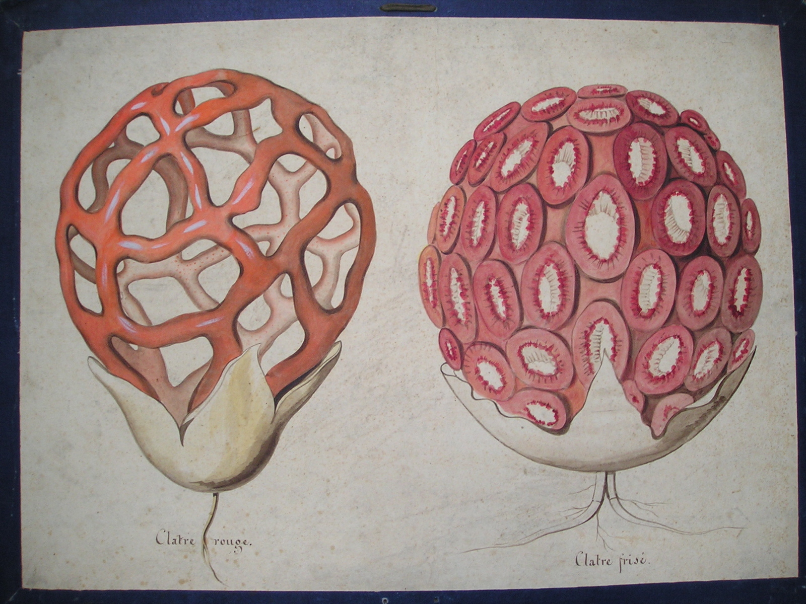 clatre rouge - clatre frisé