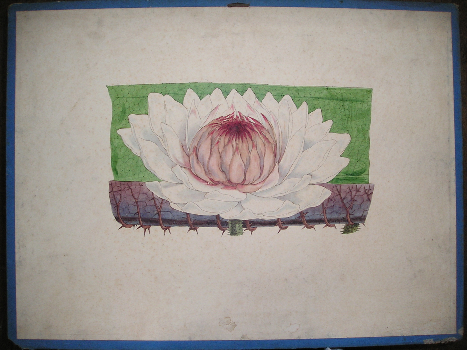 sans titre (Victoria reggia)