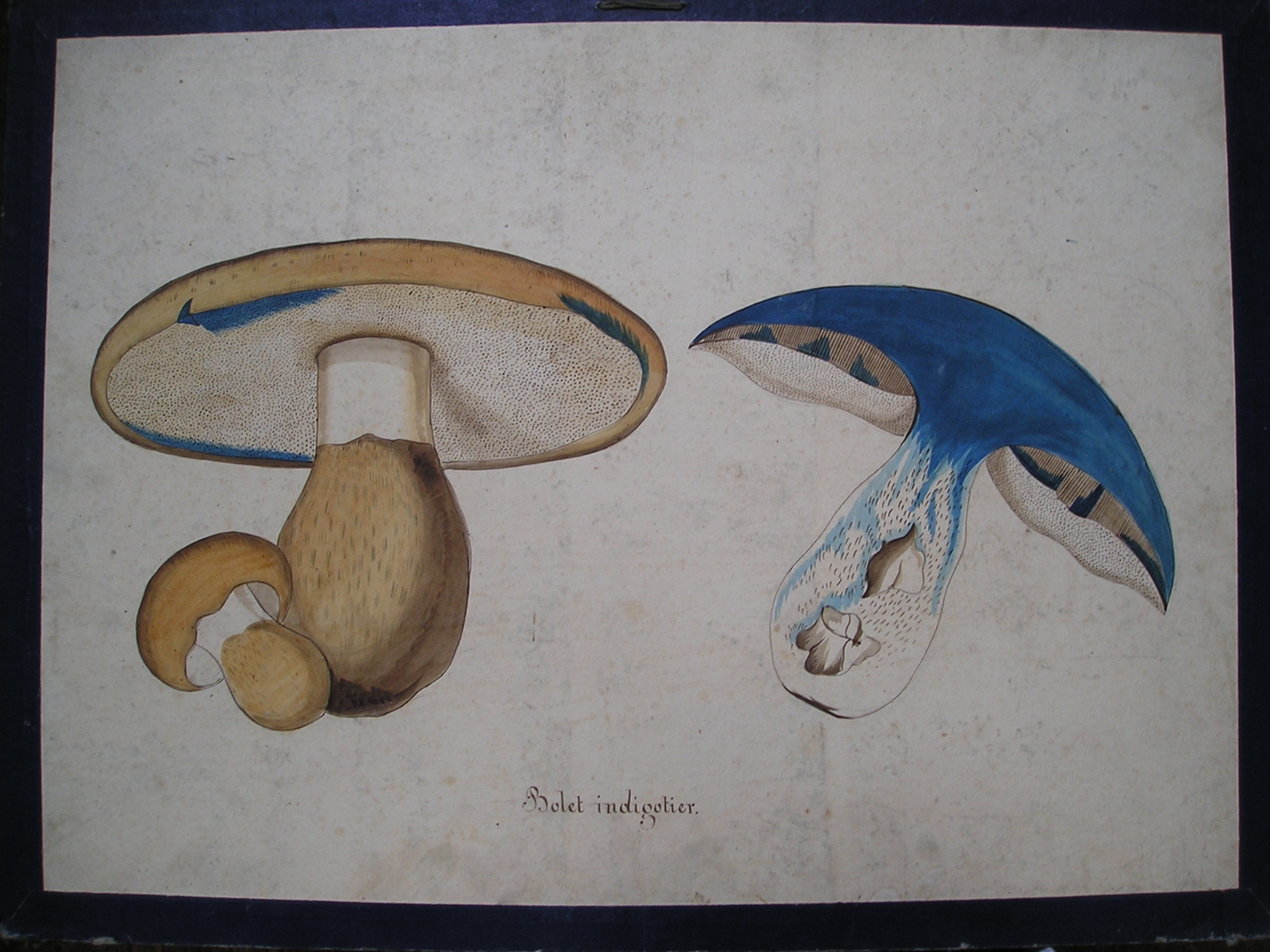 Bolet indigotier