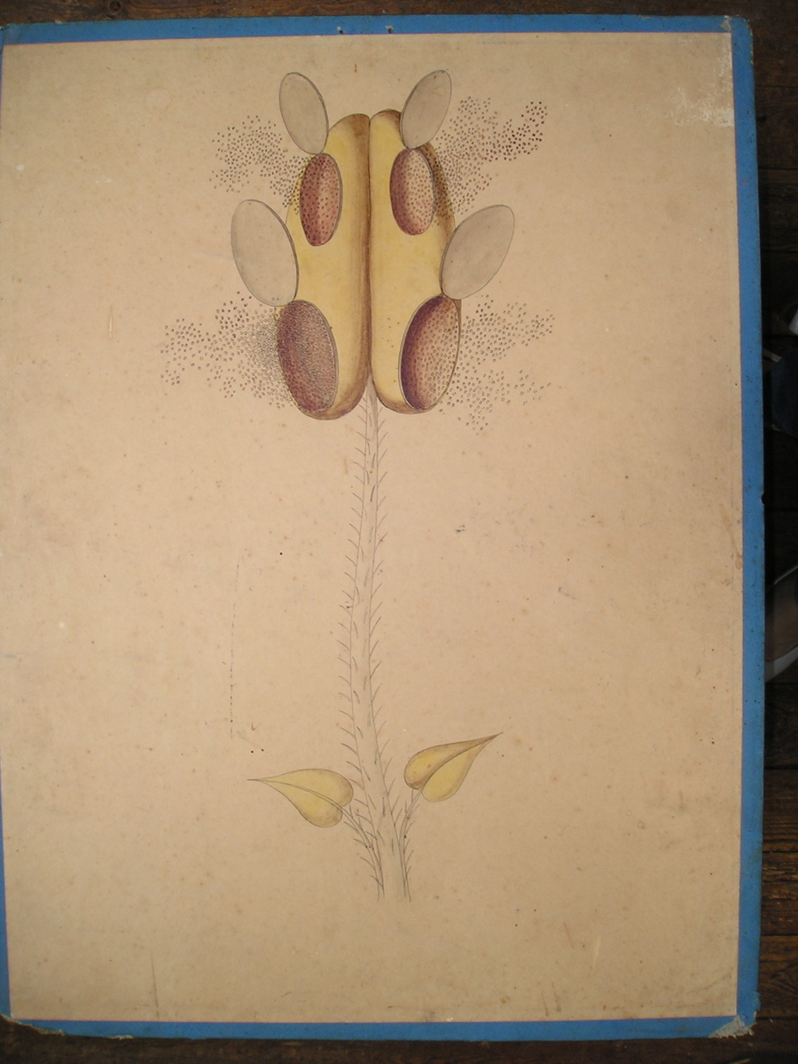 sans titre (étamine)