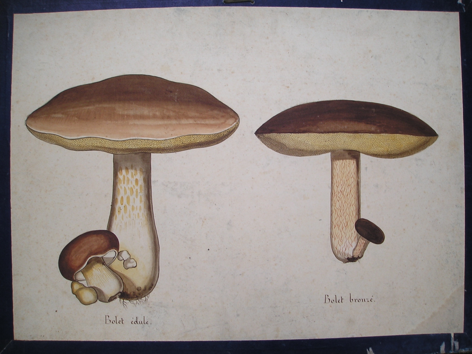 Bolet edule - Bolet bronzé