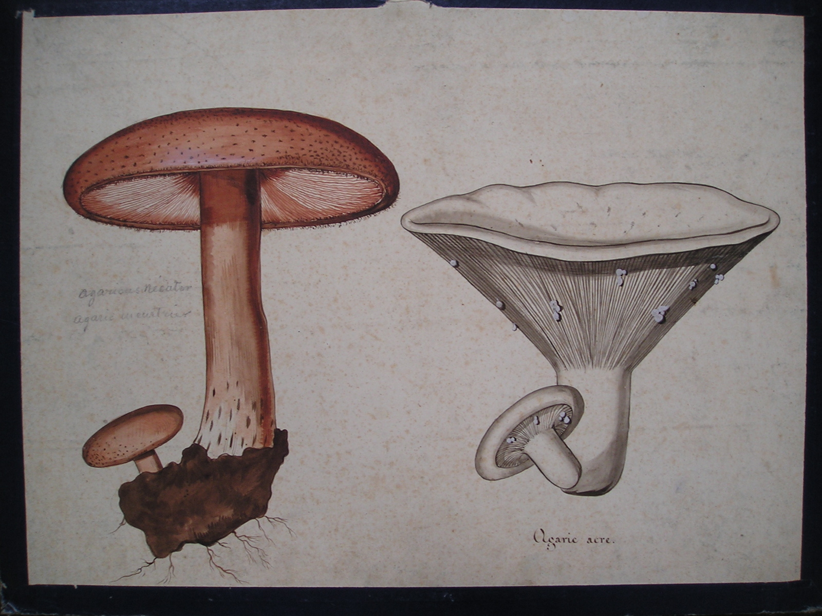 agaricus necator, agaric meurtrier - agaric âcre