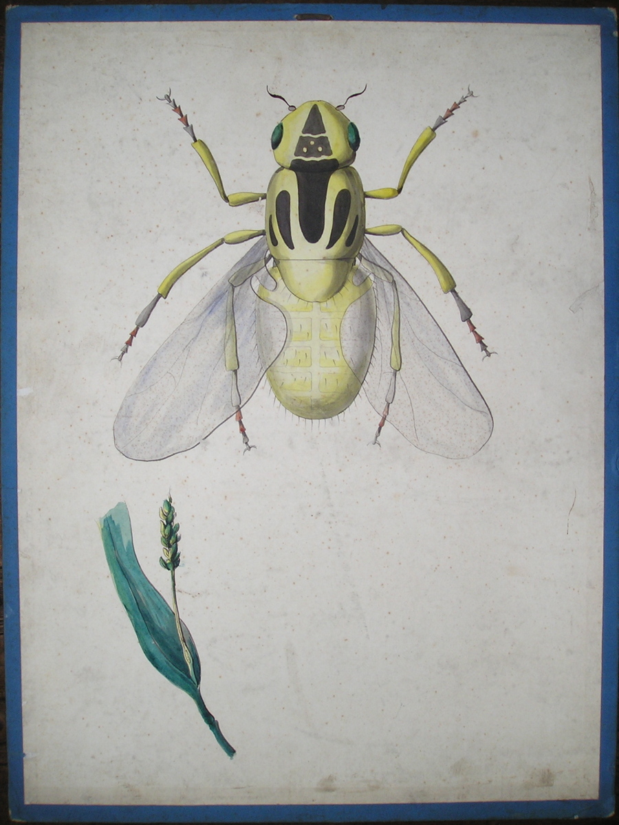 Chlorops lineata, musca lineata. Fabricius