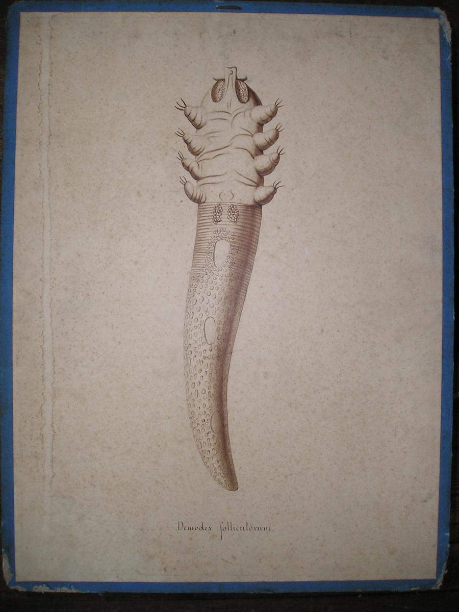 Demodex folliculorum