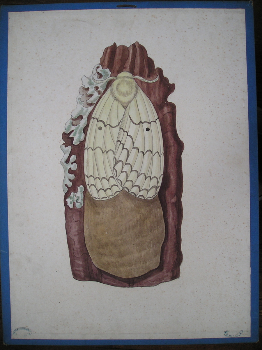 Bombyx dispar - la spongieuse - Ratzeburg