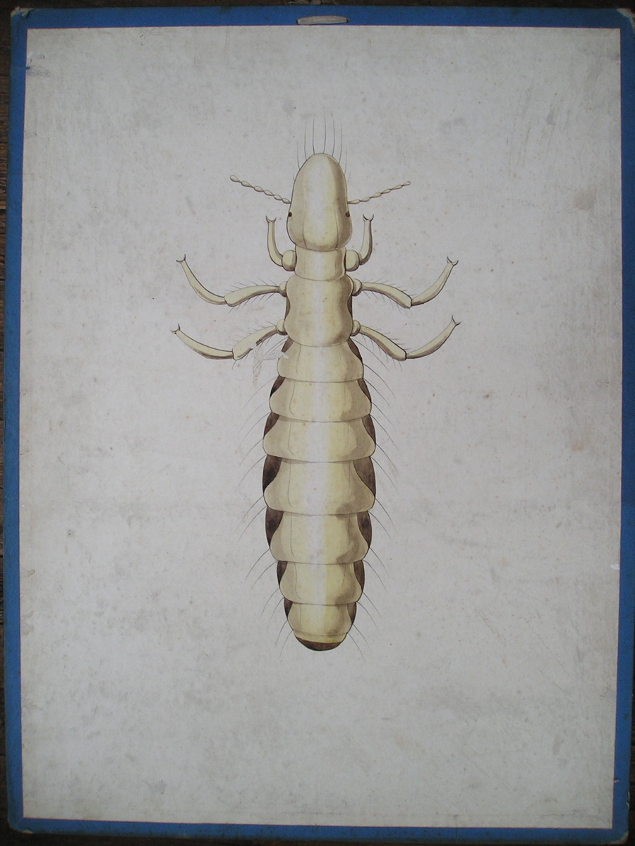 Ricin du canard, Ricinus squalidus. Nilzck