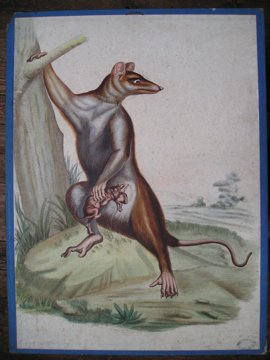 sans titre (sarigue)