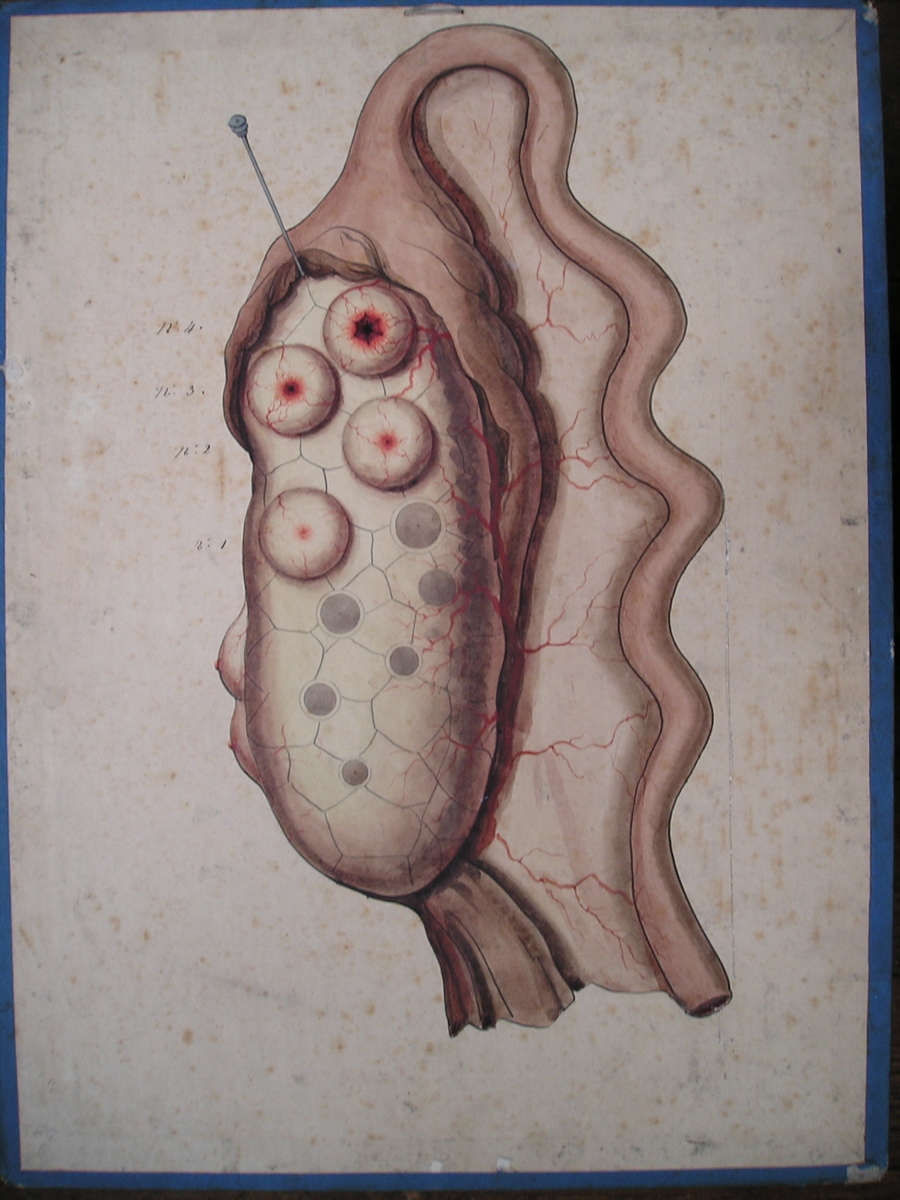 ovulation des mammifères, ovaires de lapine