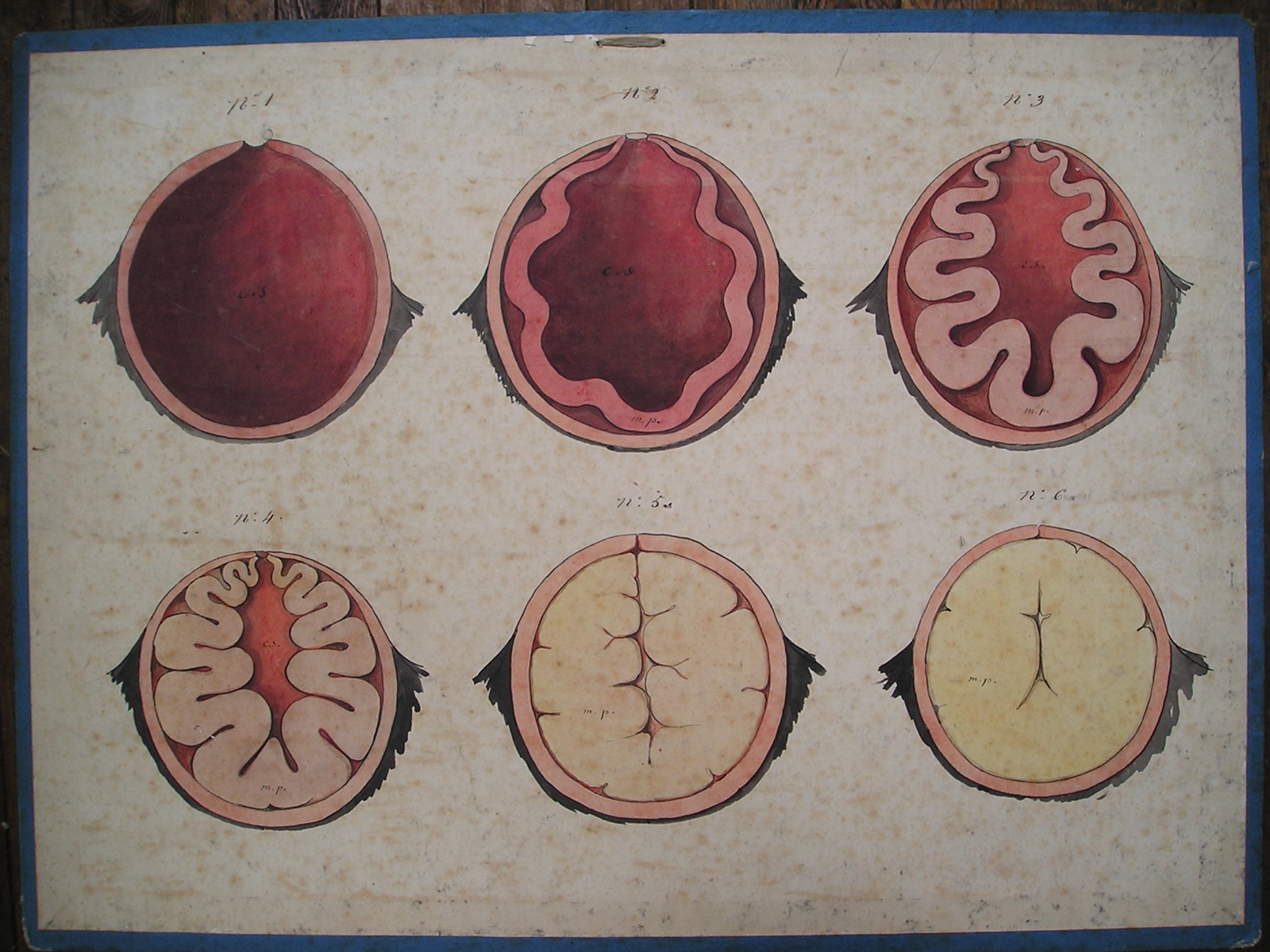 formation des corps jaunes des mammifères d'après m. Pouchet…