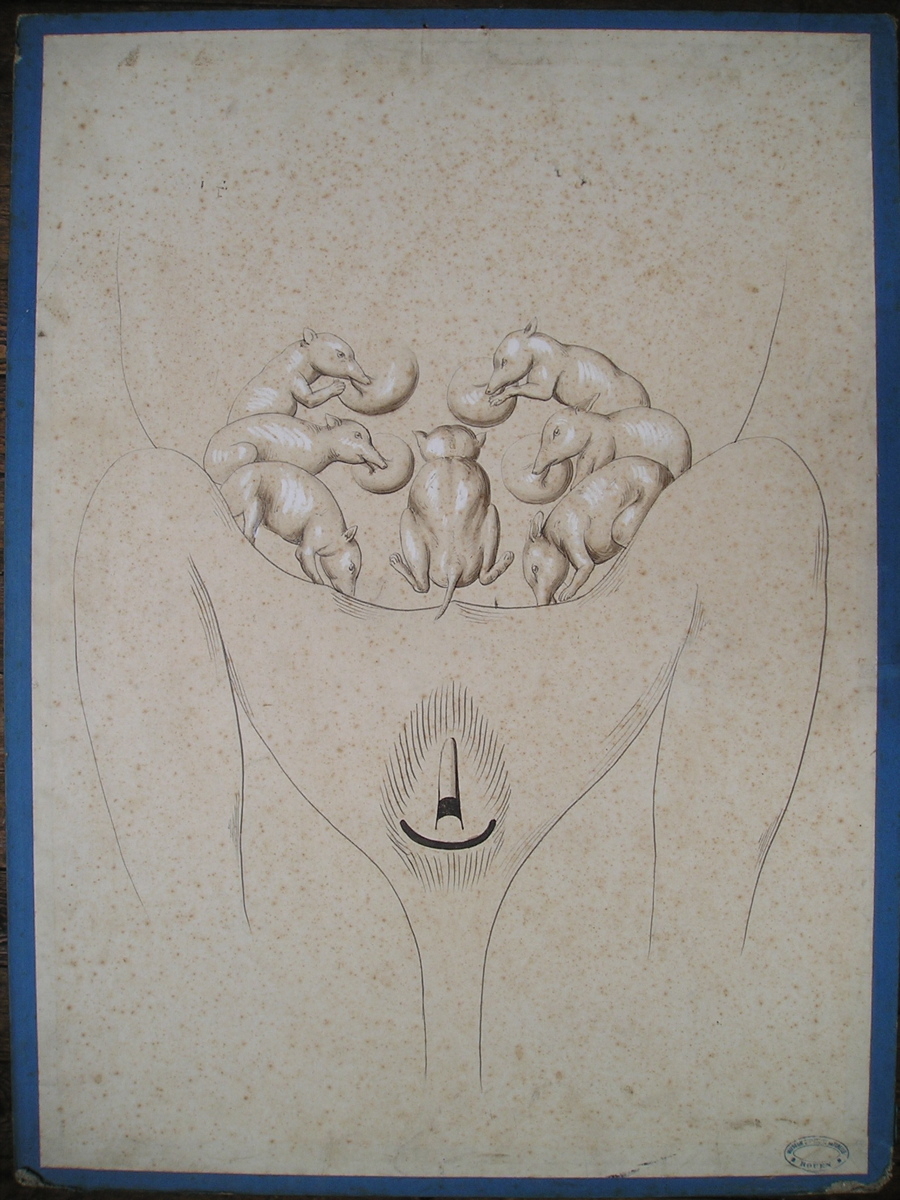 sans titre (bas-ventre d'un marsupial)