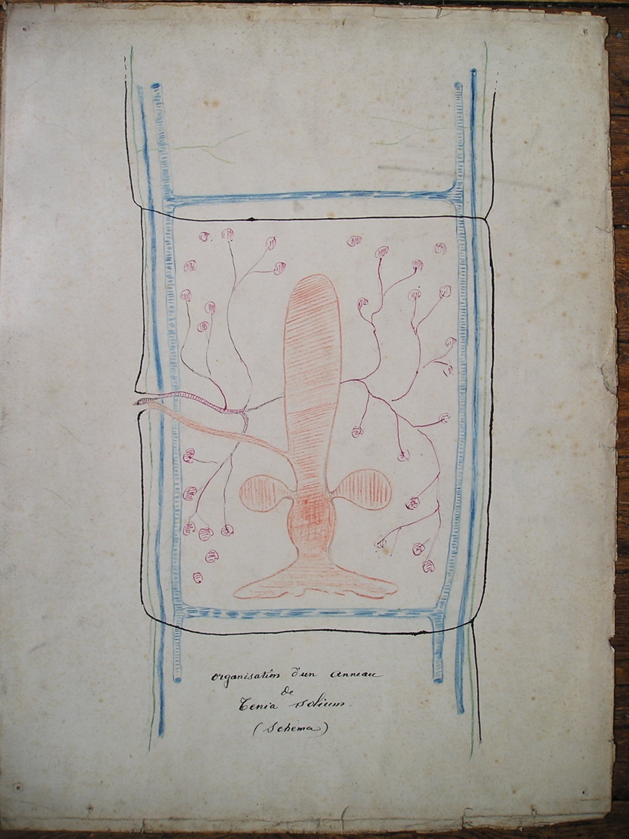 organisation d'un anneau de Tenia solium