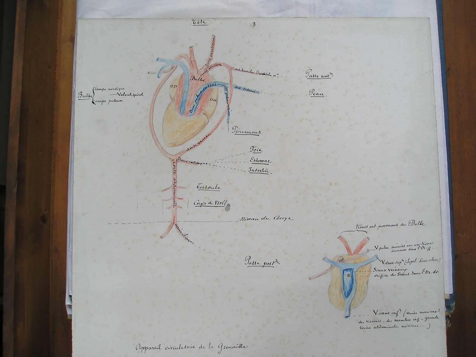 appareil circulatoire de la grenouille