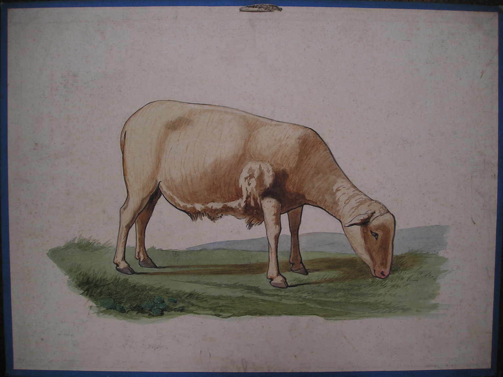 mouton. race landaise