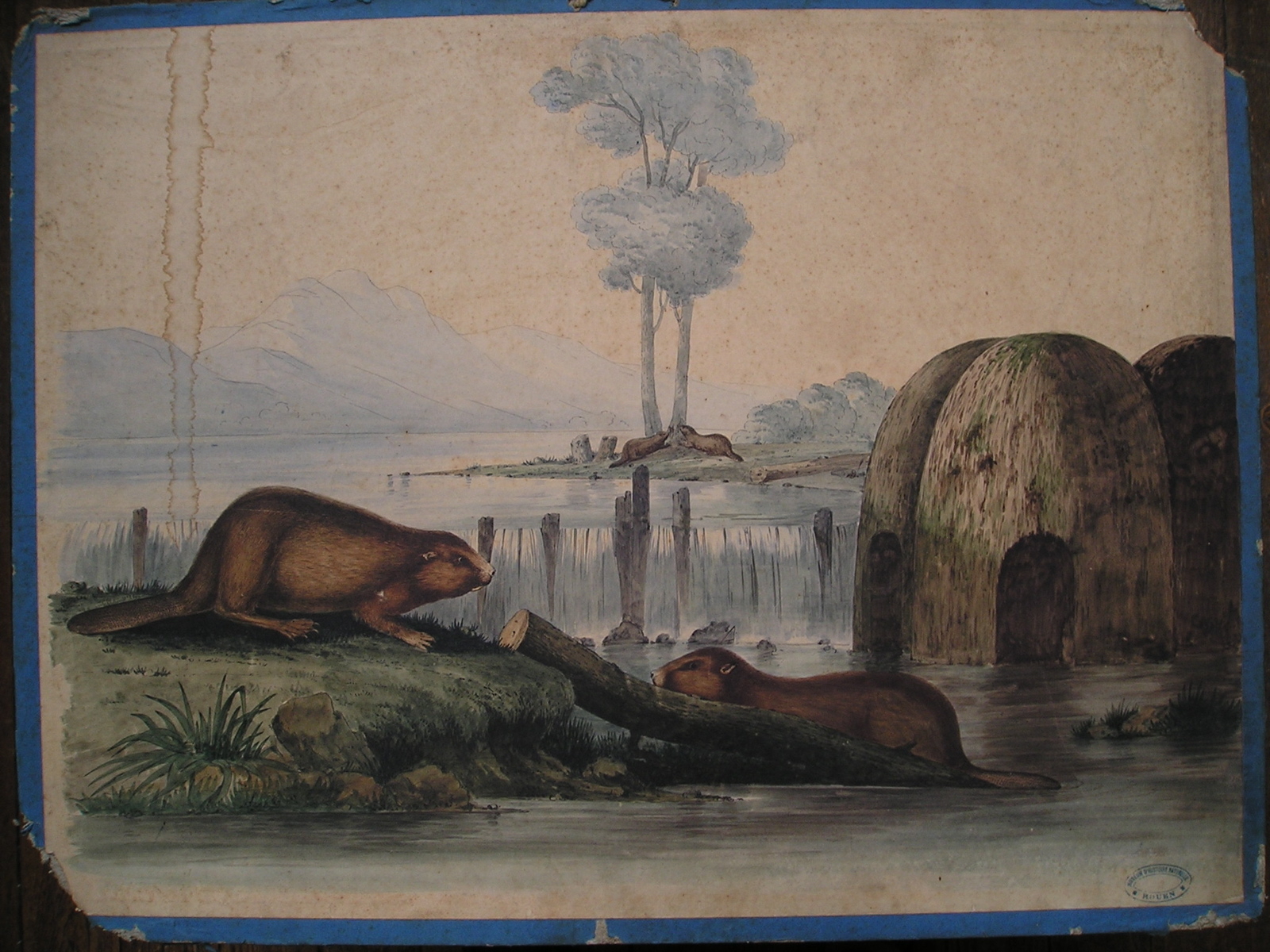 sans titre (castors)