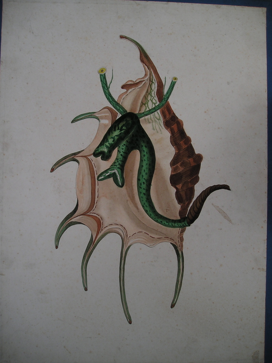 sans titre (ptérocère)