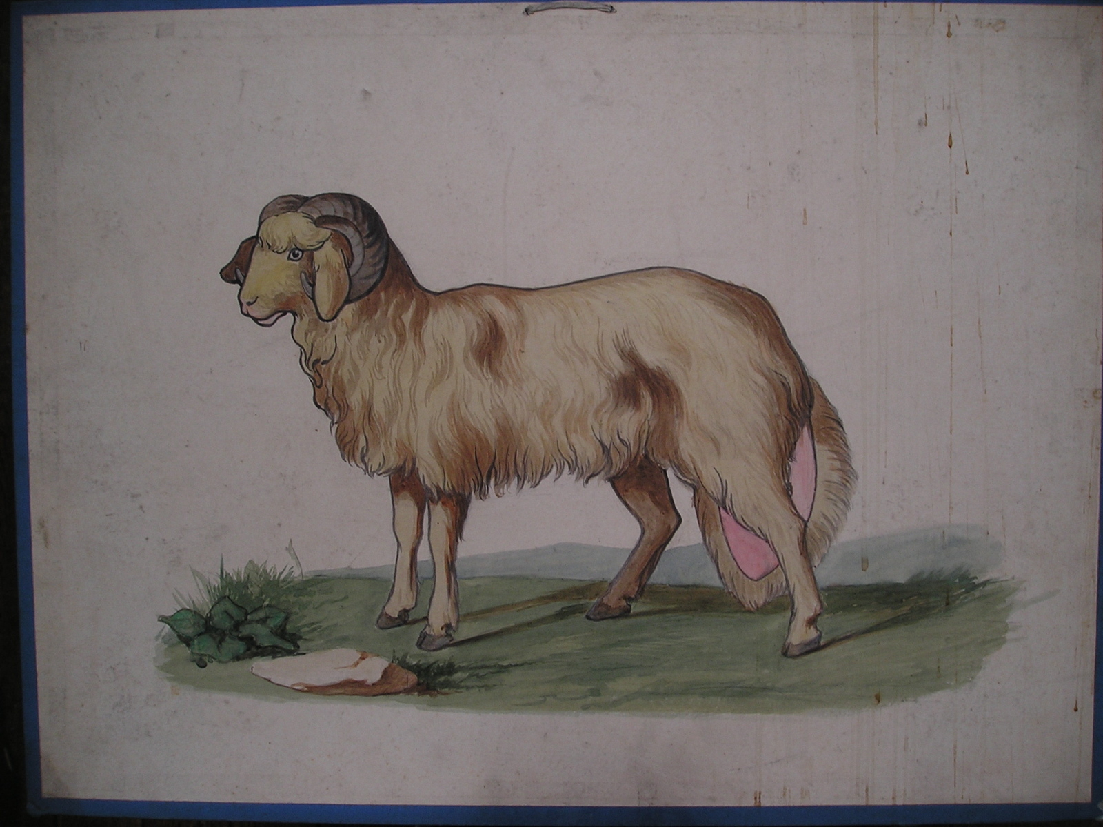 mouton à grosse queue