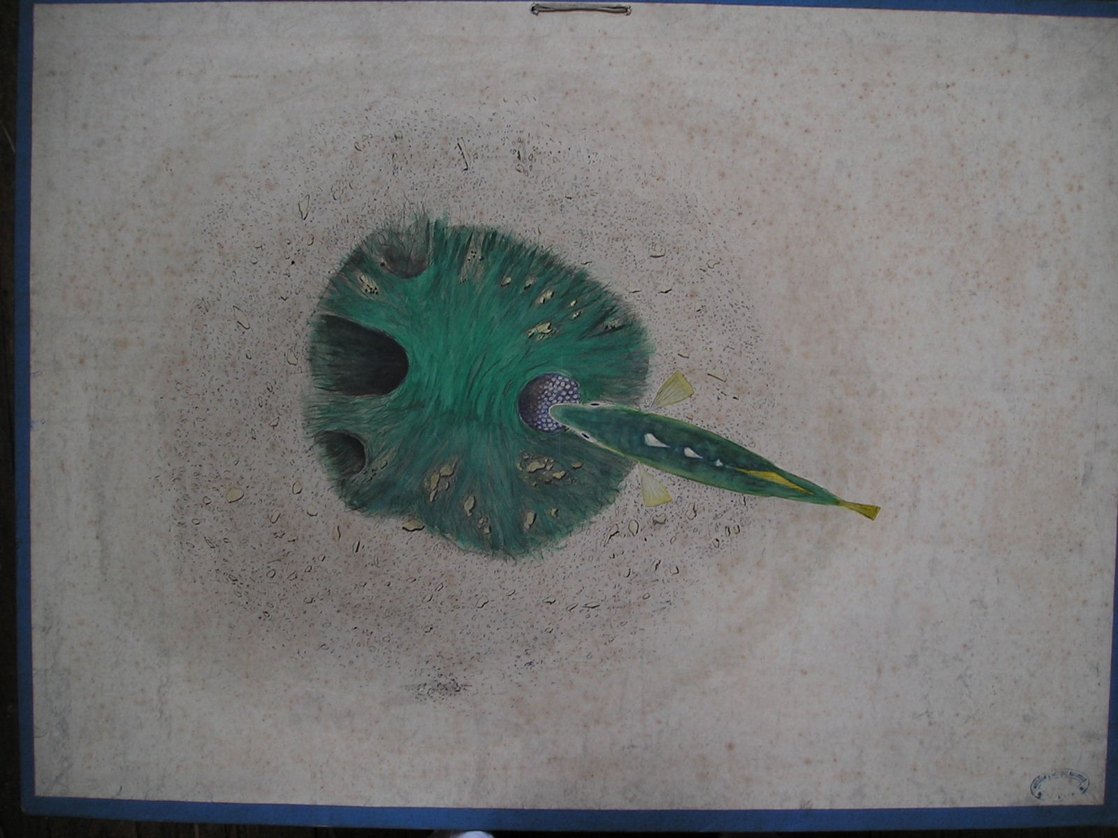 sans titre (épinoche ?)